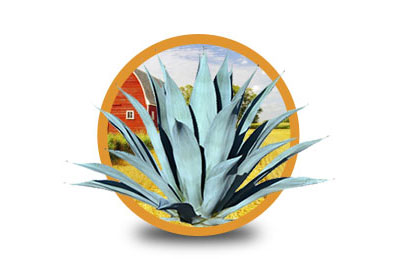Producción de agave
