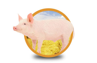 granja de puercos y gestacion